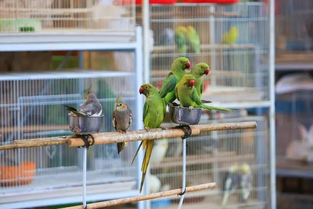 Green parrots with red beak sitting together