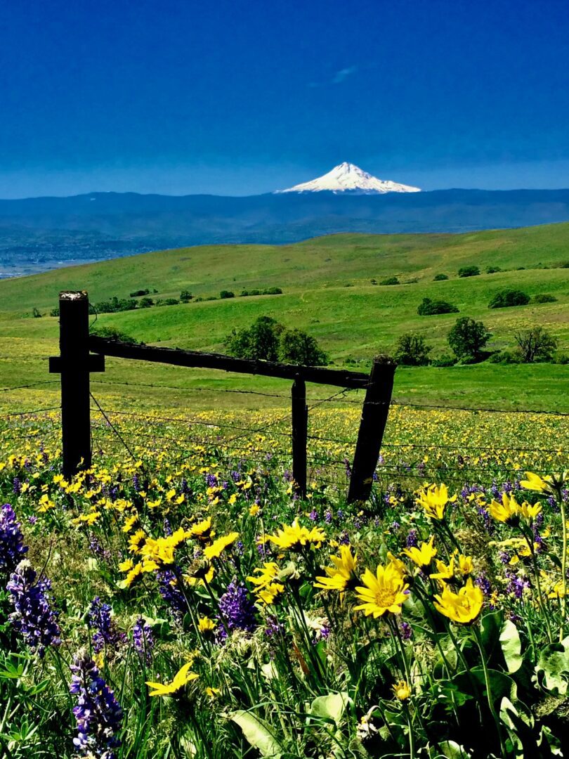 Mt Hood with fence and flowers 2016