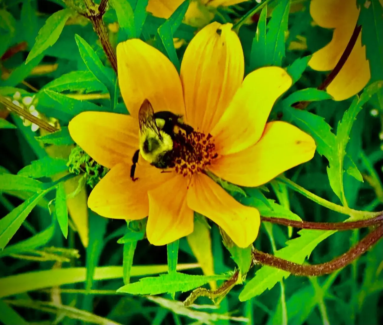 Bee on yellow flower