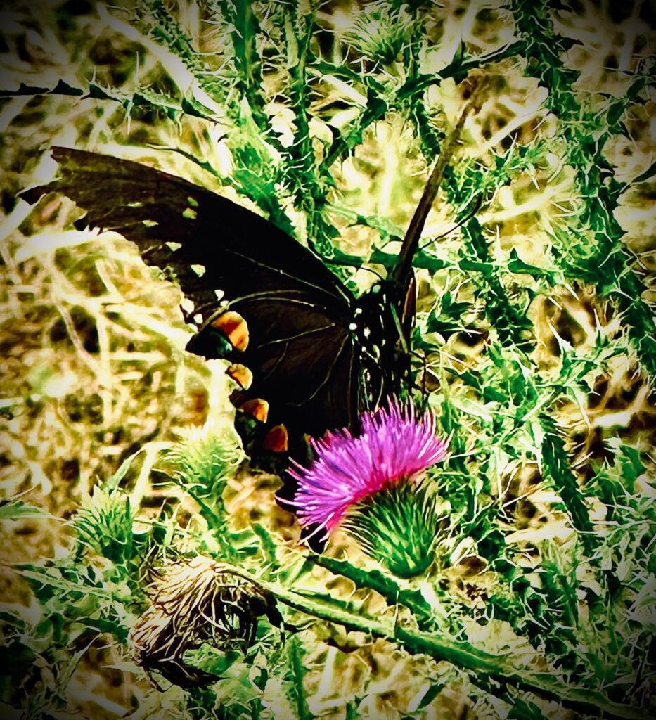 Black butterfly on purple thistle flower.