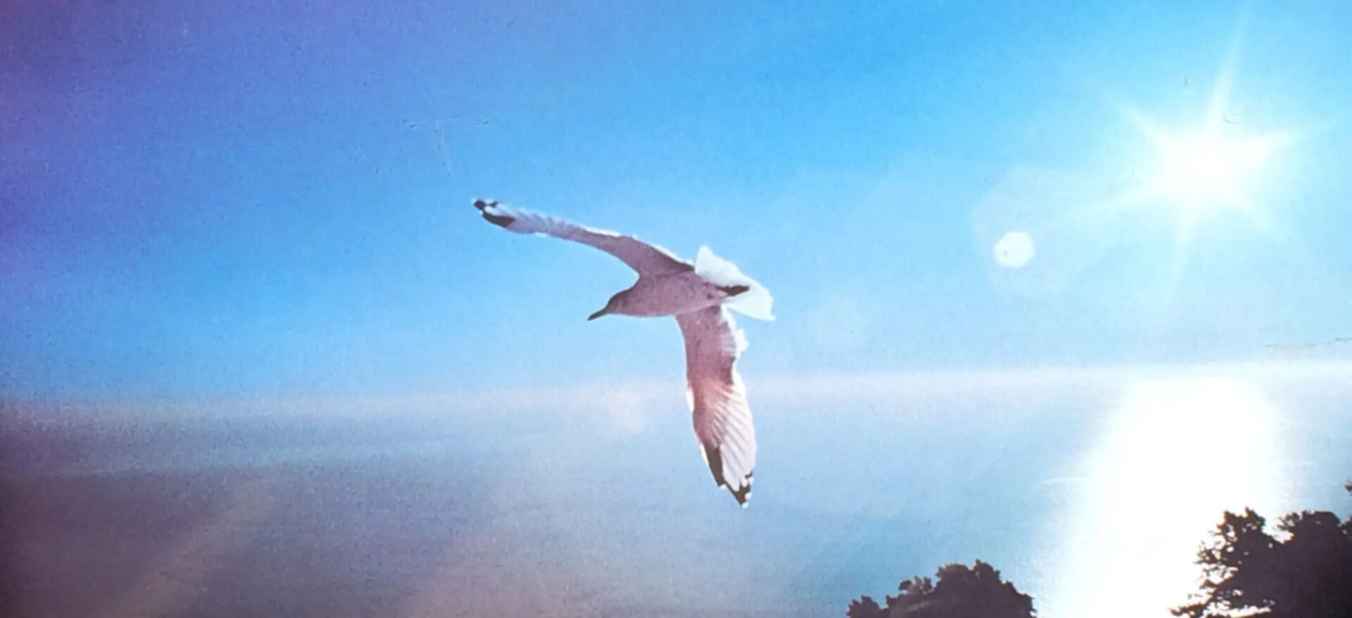 Seagull soaring in bright sunlight.