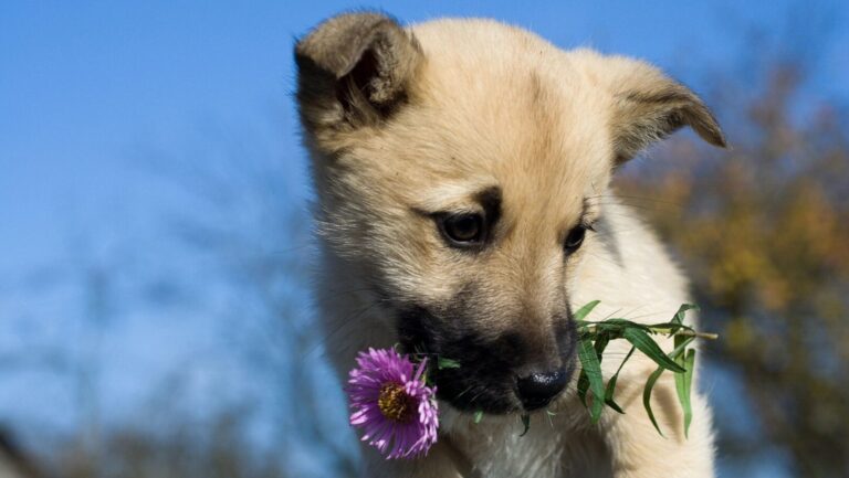 Adorable puppy holding purple flower.