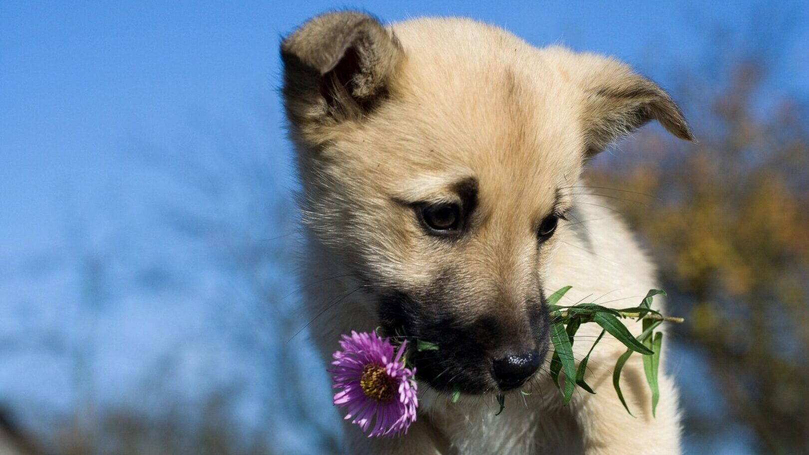 Adorable puppy holding purple flower.