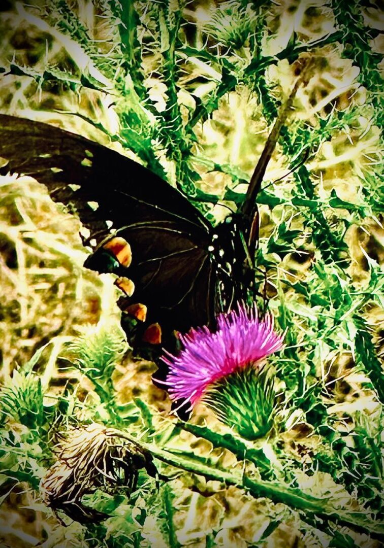 Black butterfly on purple thistle flower.