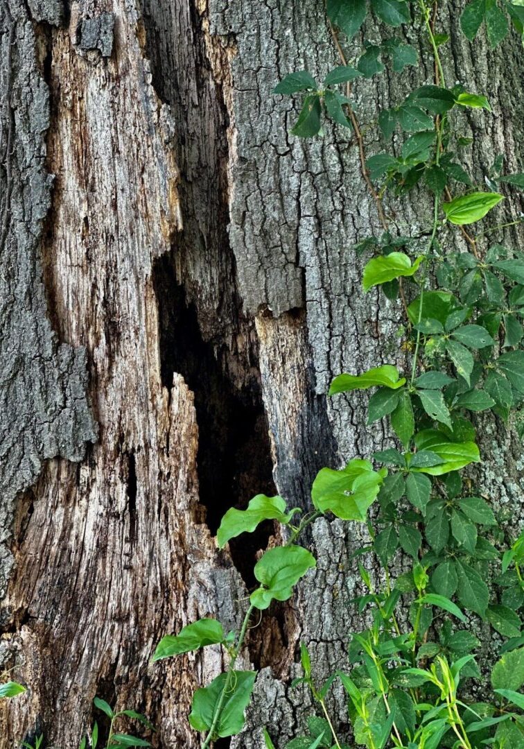 Decaying tree trunk with climbing vines.